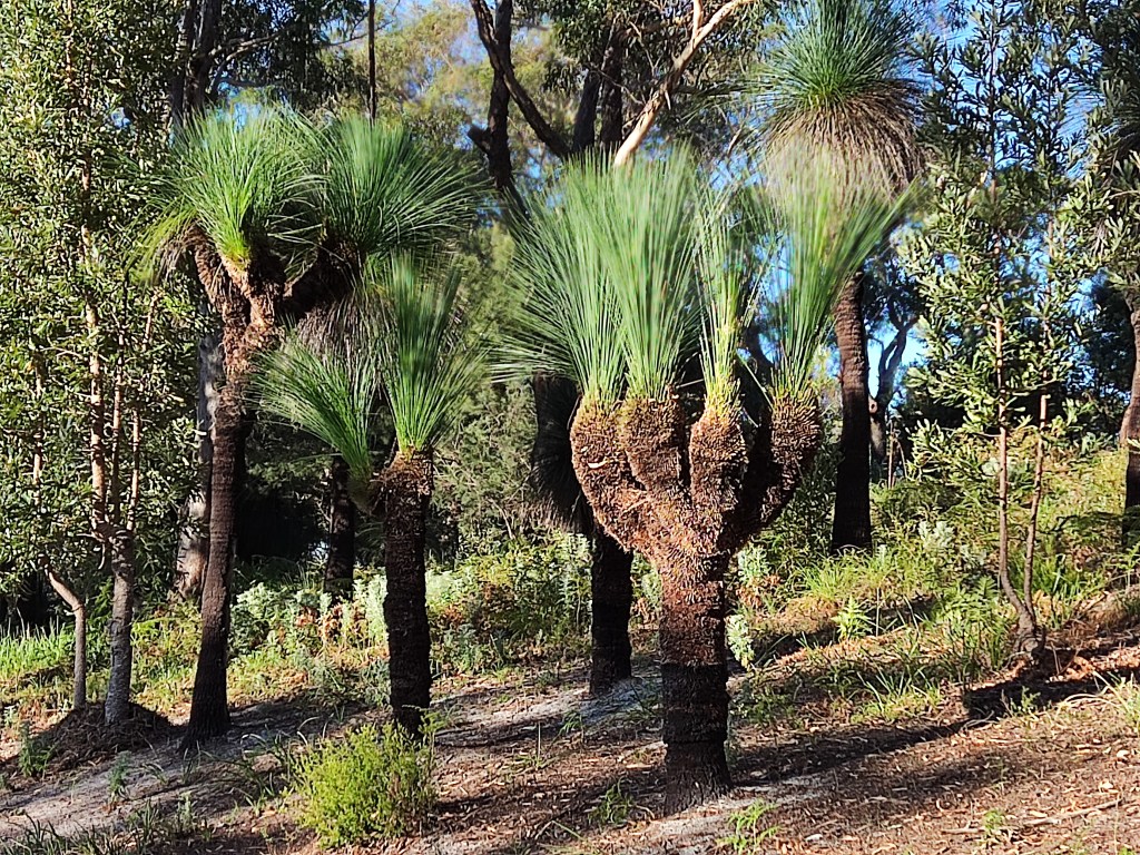 Group of trees with unique, bushy tops, resembling large plants with grass-like leaves, surrounded by lush greenery in a natural setting.